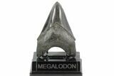 Serrated, Fossil Megalodon Tooth - Georgia #95494-1
